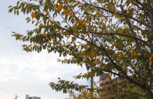 酸攻撃後も諦めず