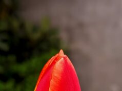 サベージ監督、ウェールズ代表監督就任は遠い