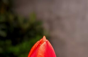 サベージ監督、ウェールズ代表監督就任は遠い