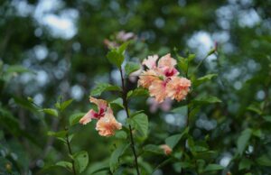 電動航空、電池革新待ち