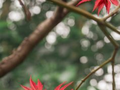 TikTok米データ再学習