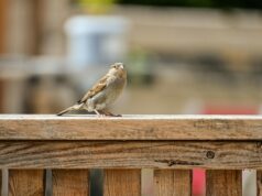 原油価格下落:7週間高値後利益確定売