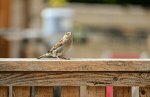 原油価格下落:7週間高値後利益確定売