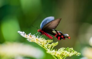 アーセナル、サリバに新契約オファー